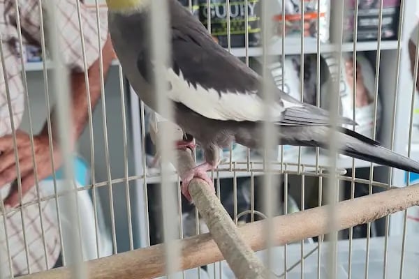 Gürsu Petshop - Resim 8