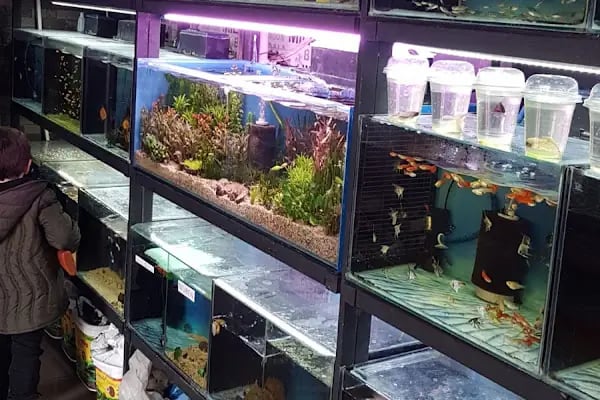 Nemo Pet Shop - Resim 8