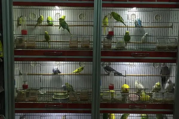 Nemo Pet Shop - Resim 7