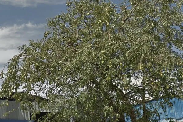 Geri Dönüşüm Atık Kağıt - Plastik Ltd. Şti. Beyaz kağıt karton naylon - Resim 14