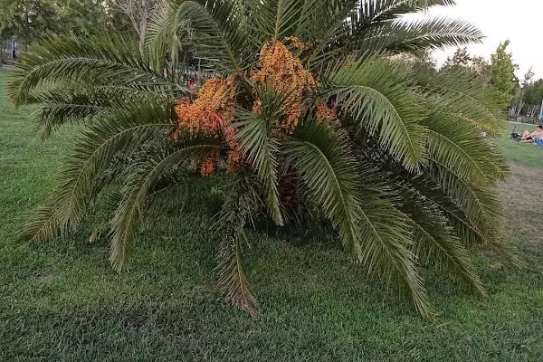 Caddebostan Sahili - Resim 15
