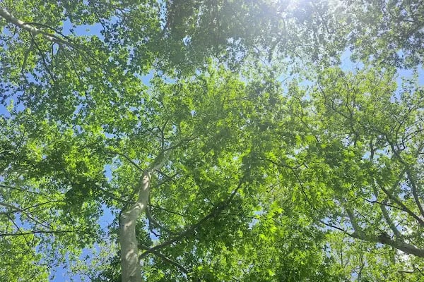 Dağılcak Mesire Alanı (Milli Park) - Dağılca - Resim 5
