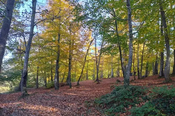 Kömürcü Bendi Milli Parkı - Resim 4