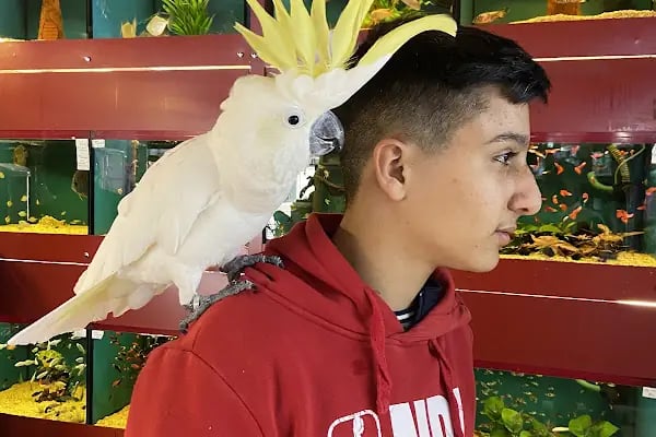 Çağlayan pet shop - Resim 2