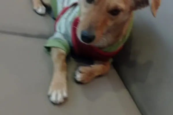 Çağlayan pet shop - Resim 6