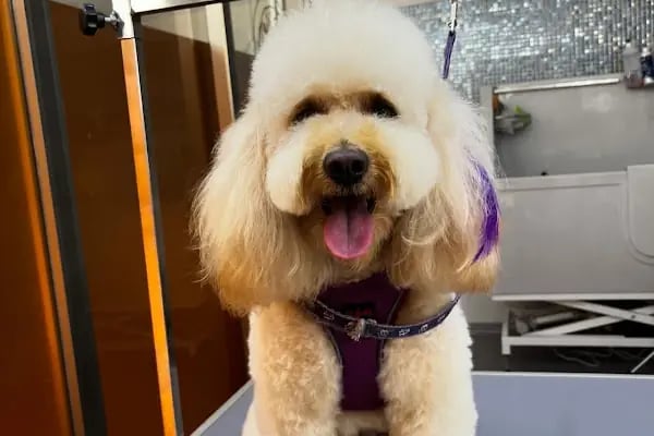 Willy’s Pet 🌼 Groomer Antalya 🌼 - Resim 3