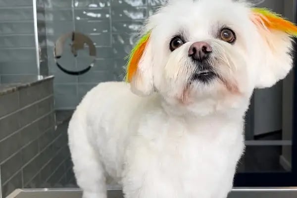 Willy’s Pet 🌼 Groomer Antalya 🌼 - Resim 14