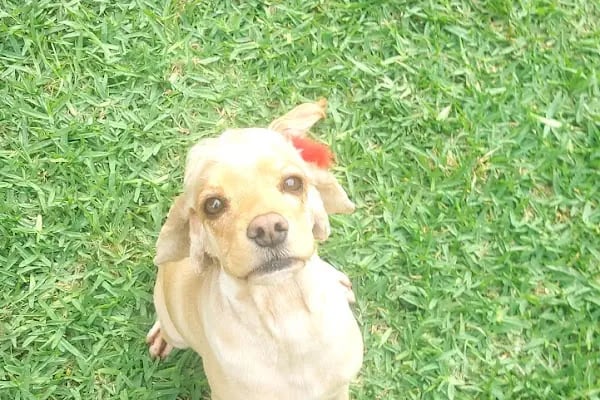 Willy’s Pet 🌼 Groomer Antalya 🌼 - Resim 16