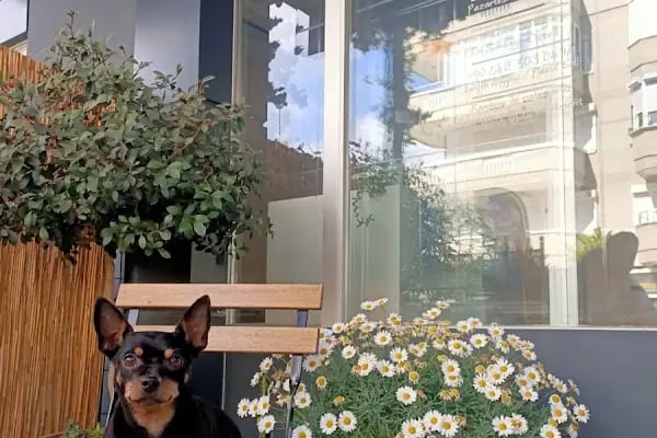 Willy’s Pet 🌼 Groomer Antalya 🌼 - Resim 19