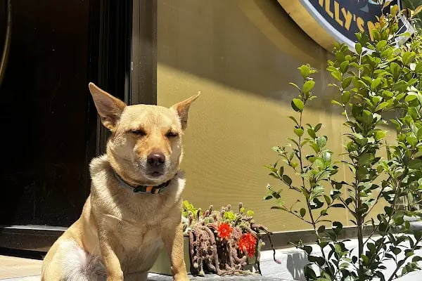 Willy’s Pet 🌼 Groomer Antalya 🌼 - Resim 1