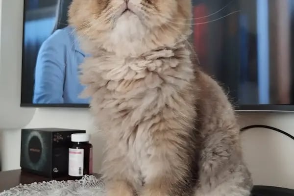 Willy’s Pet 🌼 Groomer Antalya 🌼 - Resim 6