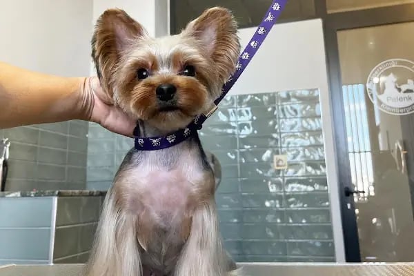 Willy’s Pet 🌼 Groomer Antalya 🌼 - Resim 4