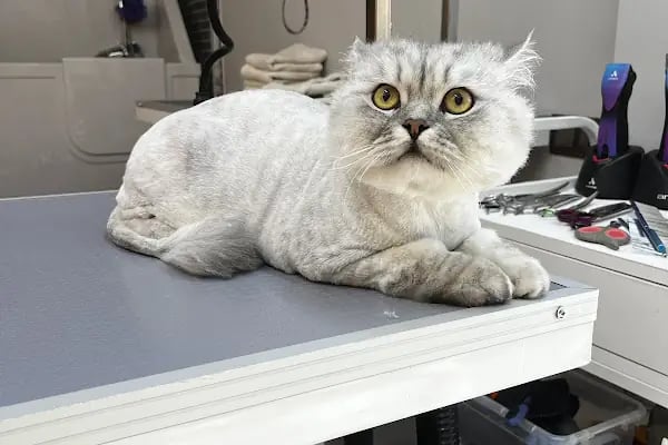Willy’s Pet 🌼 Groomer Antalya 🌼 - Resim 10
