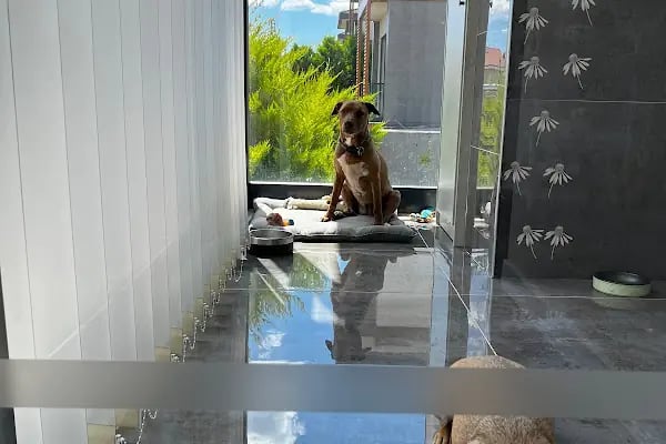 Willy’s Pet 🌼 Groomer Antalya 🌼 - Resim 11