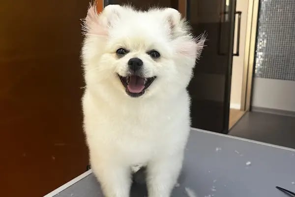 Willy’s Pet 🌼 Groomer Antalya 🌼 - Resim 5
