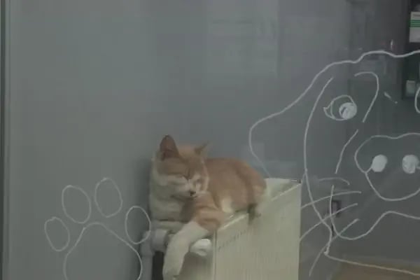 Akdere Veteriner Kliniği - Resim 12