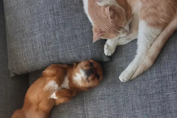 Akdere Veteriner Kliniği - Resim 20