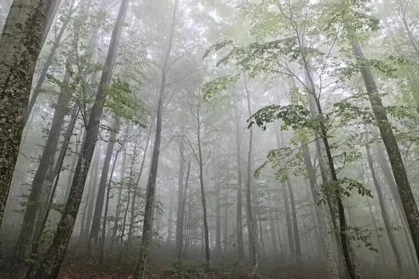 Aytepepark Turistik Tesisleri - Resim 14