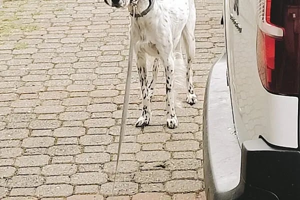Pruva Veteriner Kliniği - Resim 3