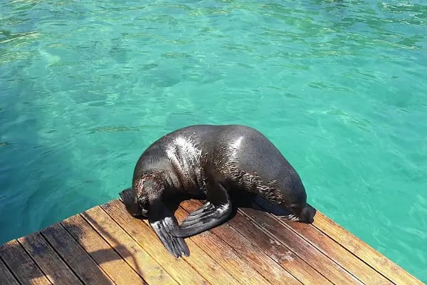 Bodrum Dolphin Park - Yunus Gösteri Merkezi - Resim 5