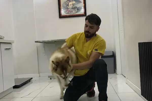 Ateş Veteriner Kliniği - Resim 6