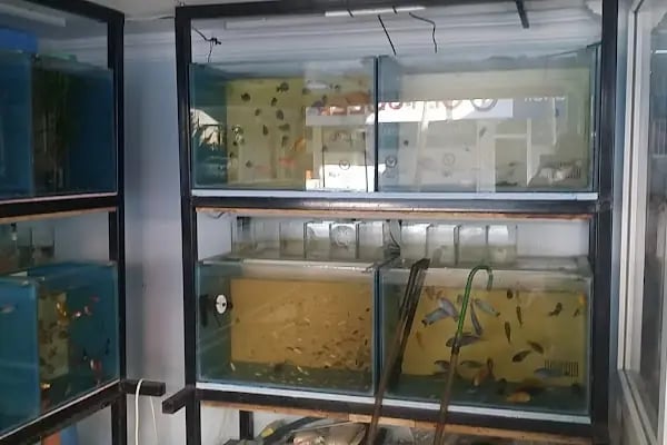 asaf pet shop - Resim 4