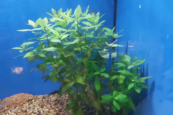 AQUALAND Akvaryum - Resim 12