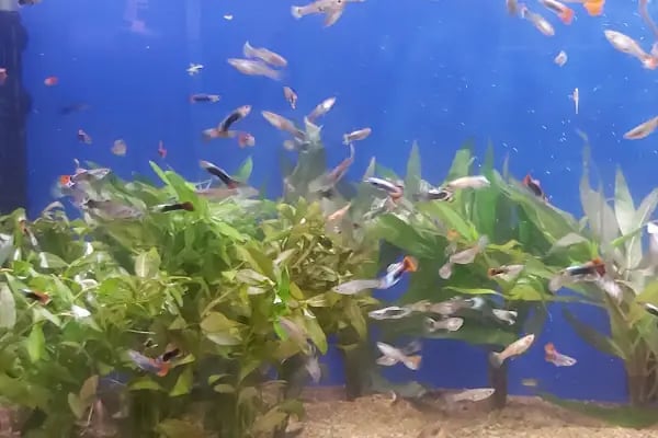 AQUALAND Akvaryum - Resim 4