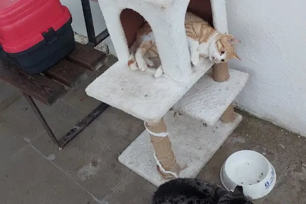 Turgutreis Geçici Bakımevi - Resim 7