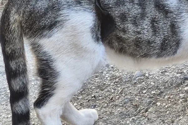 Turgutreis Geçici Bakımevi - Resim 4