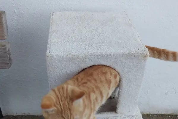 Turgutreis Geçici Bakımevi - Resim 2