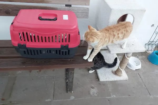 Turgutreis Geçici Bakımevi - Resim 9