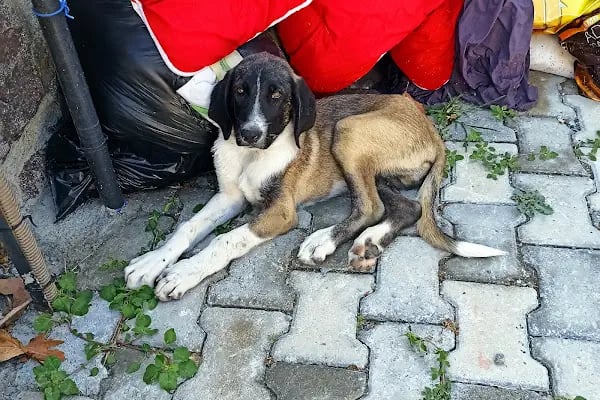 Turgutreis Geçici Bakımevi - Resim 8