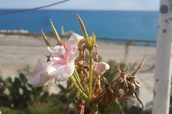 İKİNCİ BAHAR KÖFTE KOKOREÇ - Resim 15