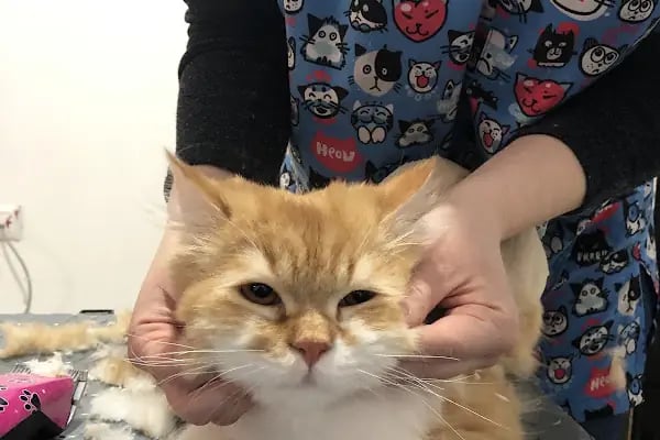 Bursa Görükle Pet Town Pet Kuaför - Resim 19