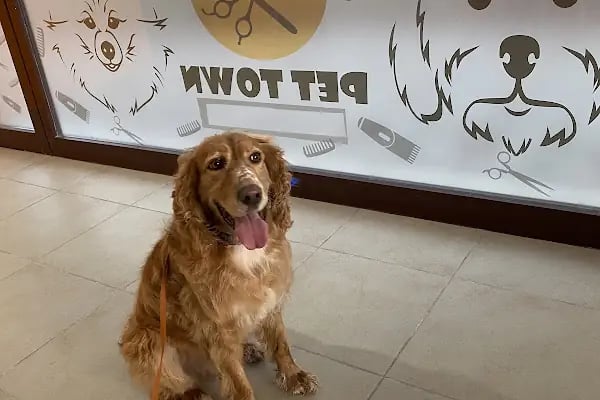 Bursa Görükle Pet Town Pet Kuaför - Resim 9