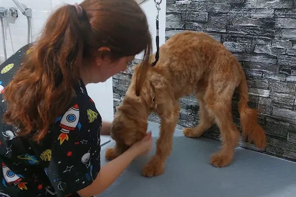 Bursa Görükle Pet Town Pet Kuaför - Resim 14