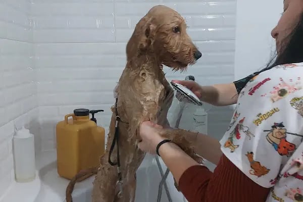 Bursa Görükle Pet Town Pet Kuaför - Resim 2