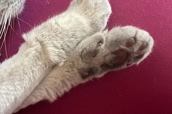Bursa Görükle Pet Town Pet Kuaför - Resim 6