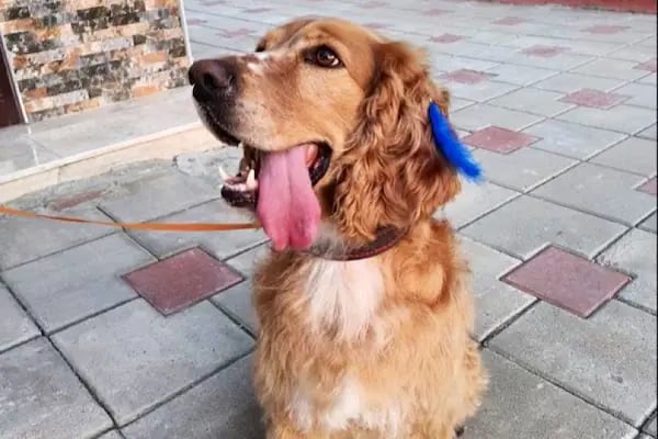 Bursa Görükle Pet Town Pet Kuaför - Resim 5