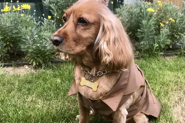 Bursa Görükle Pet Town Pet Kuaför - Resim 3