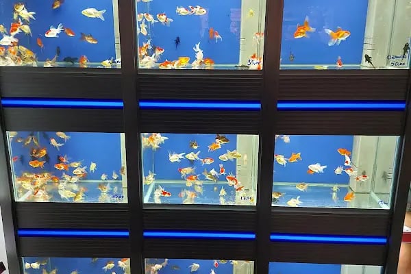 İlayda Petshop - Resim 17