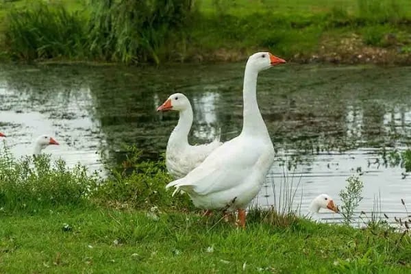 Gölbaşı Gölleri Tabiat Parkı - Resim 12
