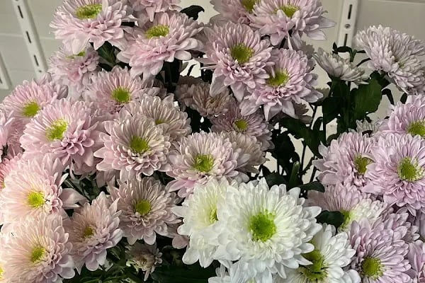 FlowerGarden - Resim 15