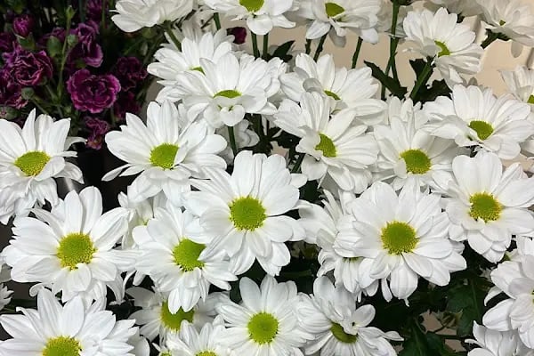 FlowerGarden - Resim 12