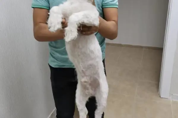 Asil Veteriner Kliniği Gaziantep - Resim 9