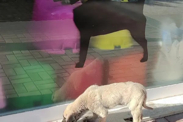 Asil Veteriner Kliniği Gaziantep - Resim 2