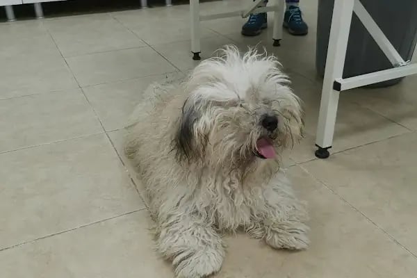 Asil Veteriner Kliniği Gaziantep - Resim 4