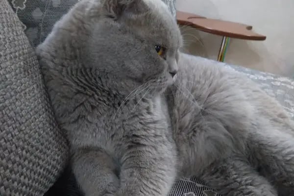 Erkan Arslan Veteriner Kliniği - Resim 19