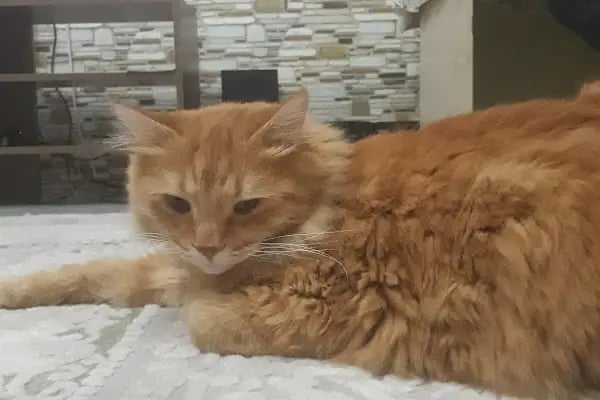 Erkan Arslan Veteriner Kliniği - Resim 12